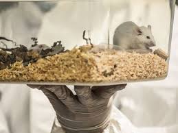 Photo Biologie cellulaire : actu infos et vidéos - Sciences et Avenir