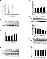 Maybe you would like to learn more about one of these? Frontiers Mitochondrial Fission Is Required For Blue Light Induced Apoptosis And Mitophagy In Retinal Neuronal R28 Cells Molecular Neuroscience