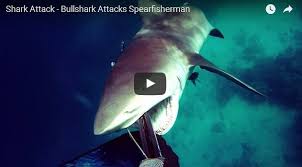 While the bull shark is one of just 3 shark species to attack humans unprovoked, attacks are extremely rare. Video Bull Shark Charges A Diver