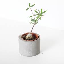 Image result for Fockea angustifolia