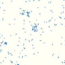 A microbial biorealm page on the genus listeria monocytogenes. Listeria Monocytogenes