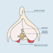 Image result for Bartholin's gland abscess