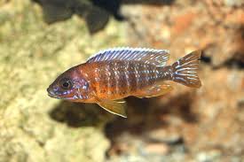Even females need some extra species to hide from ma. African Cichlids 13 Popular Species How To Care For Them