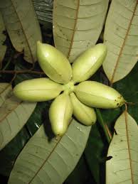 Image result for Lettowianthus stellatus