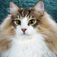 It is unlikely that you will find one in a. Norwegian Forest Cat Rescue Petfinder