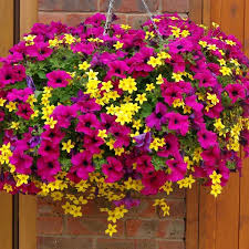Haengepflanzen Blumenampeln Petunien Rosa Bidens Aurea Gelb Hangepflanzen Hangeblumen Ampelpflanzen