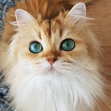 Ali Coskun Ozeren Adli Kullanicinin Sevimli Canlilar Cute Living Things Panosundaki Pin Hayvanlar Kedi Hayvanlar Alemi