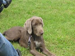 Image result for slovenský ohař hrubosrstý