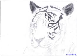 Easy,simple & short way to draw tiger for beginners…. How To Draw A White Tiger Draw A Tiger In Pencil Step 6 Tiger Drawing Drawings Guided Drawing