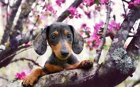 Image result for dogs in spring