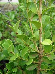 Image result for Buxaceae