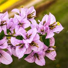 Check spelling or type a new query. 16 Types Of Summer Flowers In India With Pictures Arenaflowersin