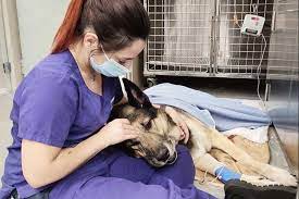 Oncologia i Quimioteràpia veterinària | Hospital Veterinario en Barcelona, Urgencias 24h