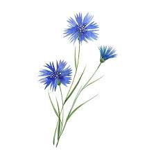 Three Cornflower Flowers Flower Painting Long Painting Wildflower Tattoo