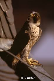 Der sturzflug eines militärflugzeugs, kunstflugzeugs. Wanderfalke Bund Hessen