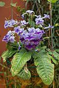 Image result for Streptocarpus hirtinervis