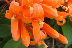 Image result for Pyrostegia