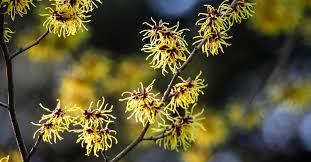 So, i got stuck with some excess witch hazel on hand that i uncovered recently, didn't want to throw it. 8 Benefits And Uses Of Witch Hazel
