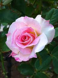 Rose Matilda Hybrid Tea Roses Rose Flower Tea Roses