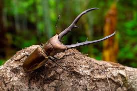 昆虫写真図鑑 ムシミル