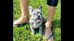Merle French Bulldog Puppies for Sale - DogsNow