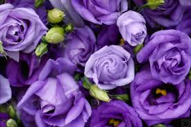 Beautiful tender gentle delicate flower background with small pink flowers. Photos Beautiful Purple Roses B 202498 Youworkforthem