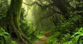 Though Jungle Has A Distinct Technical Definition Many People Use The Term As A Synonym For Tropical Rain Forest Forest Backdrops Forest Pictures Misty Forest