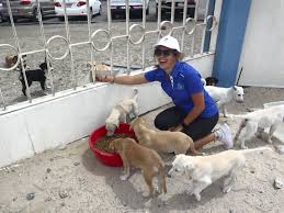 Our volunteers keep animals safe, healthy, and happy as they get ready for their new lifetime homes. Foster Be A Flight Buddy Or Volunteer How You Can Help Animals In The Uae The National