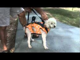 Ofertas en relojes, lentes, bolsos, carteras, mochilas, maletas, joyería y bisutería. Mochila Para Llevar Transportar Perros Mascotas Dogpack Youtube