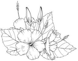 Make a fun coloring book out of family photos wi. Beccy S Place Hibiscus Flower Coloring Pages Drawings Coloring Pages