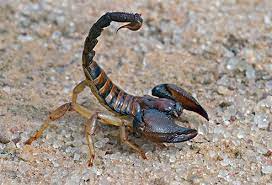 Scorpion stings can be very dangerous, and they make most people very ill. Scorpion Sting Treatment Symptoms Pictures First Aid