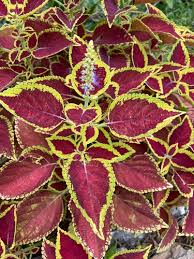 Image result for Coleus betonicifolius