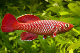 Image result for Hylebates cordatus