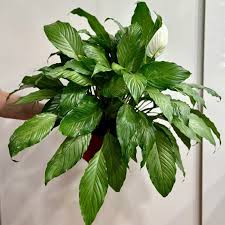 Image result for Spathiphyllum