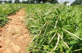 Cowpea Farming Planting Care Harveting Yield Agri Farming
