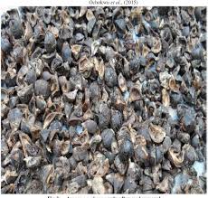 Image result for Thespesia garckeana