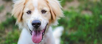 A collar and leash for a dog or puppy. Pet Adoption And Animal Rescue Charlotte Nc