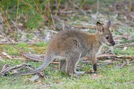 Fauna Of Australia Wikipedia