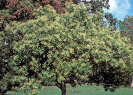 The most trusted name in spa diuruskan oleh: Kau Tahu Tak Jom Lihat Rupa Pokok Kayu Manis