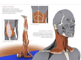 Udyana Bandha Jalandhara Bandha Bandhayoga Com Yoga Anatomy Yoga Asanas Plexus Products