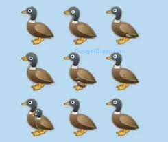 Learn what makes each one distinct and which ducks are which with these descriptions and photos. How Many Ducks In The Picture Riddle Here Is Answer To The Social Media Puzzle