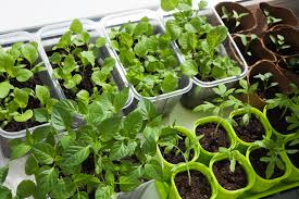 How do you start vegetable seeds indoors? 8 Fruits And Vegetables To Plant Indoors How To Garden Indoors