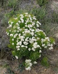 Image result for Conostomium zoutpansbergense