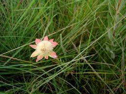 Image result for Gnidia chrysantha