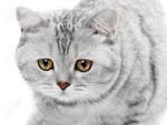 British shorthair cattery | United States | British ...