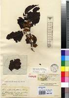 Image result for Psydrax parviflora