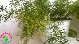 Does extremely well in hanging baskets. Why Is My Asparagus Fern Turning Brown And How To Fix It Garden For Indoor