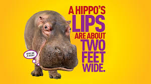 Image result for unknown facts about animals