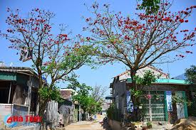 Hoa vông nem thắp lửa đầu hè ở Hà Tĩnh