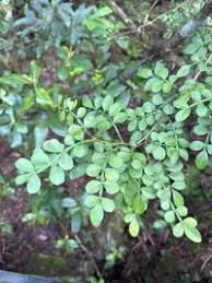 Image result for Zanthoxylum lindense